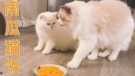 猫吃小瓜视频教程大全,趣味养宠新体验