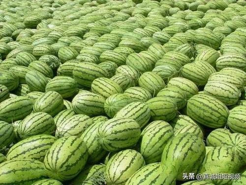 大瓜都在哪里吃的呢视频,视频带你探秘热门八卦资讯源地