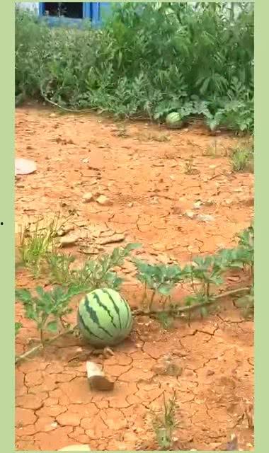 吃瓜怎么留种子视频,一招教你轻松留种