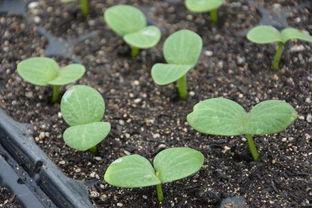 瓠瓜几天能发芽吃吗视频,几天即可品尝鲜嫩美味