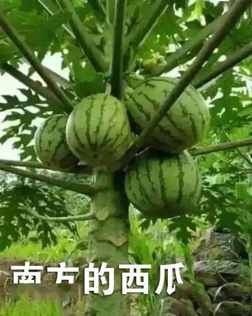 南方比北方冷的吃瓜视频,南方比北方冷，揭秘冬季吃瓜新风尚