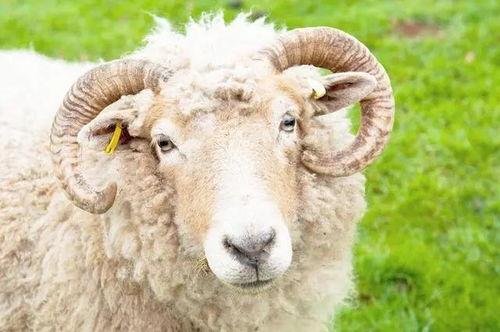 羊吃红瓜叶的视频,田园生活温馨瞬间