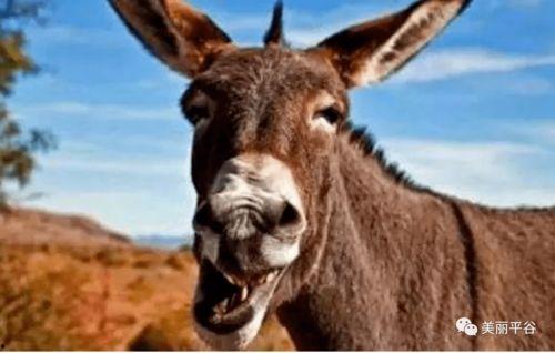 二驴吃瓜视频在线观看,揭秘网络红人幕后故事