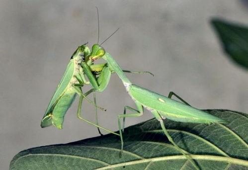 螳螂吃哈密瓜视频大全,自然界的生存法则演绎