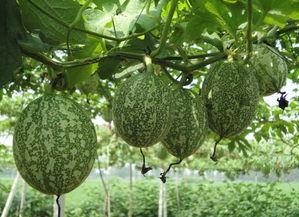 吊瓜吃馅做法视频教程,家常美味，简单易学