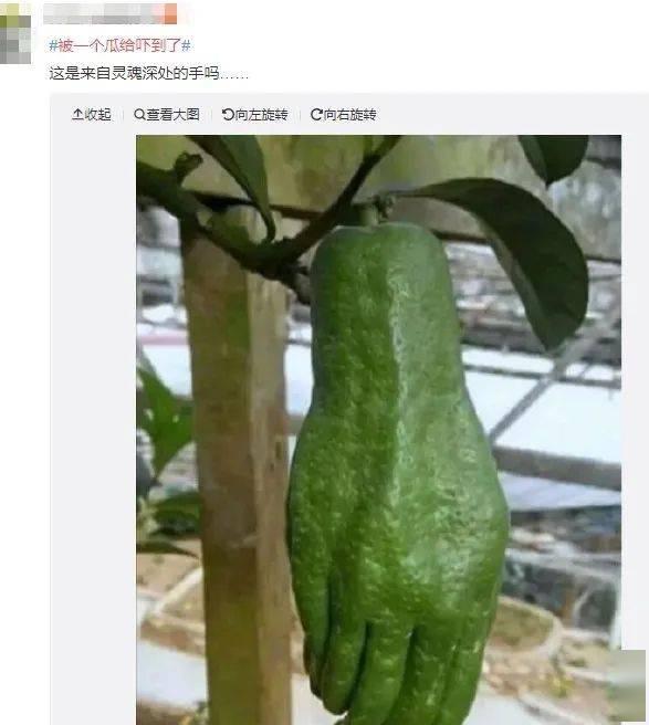 吃瓜一族的视频,短视频中的娱乐现象深度解析